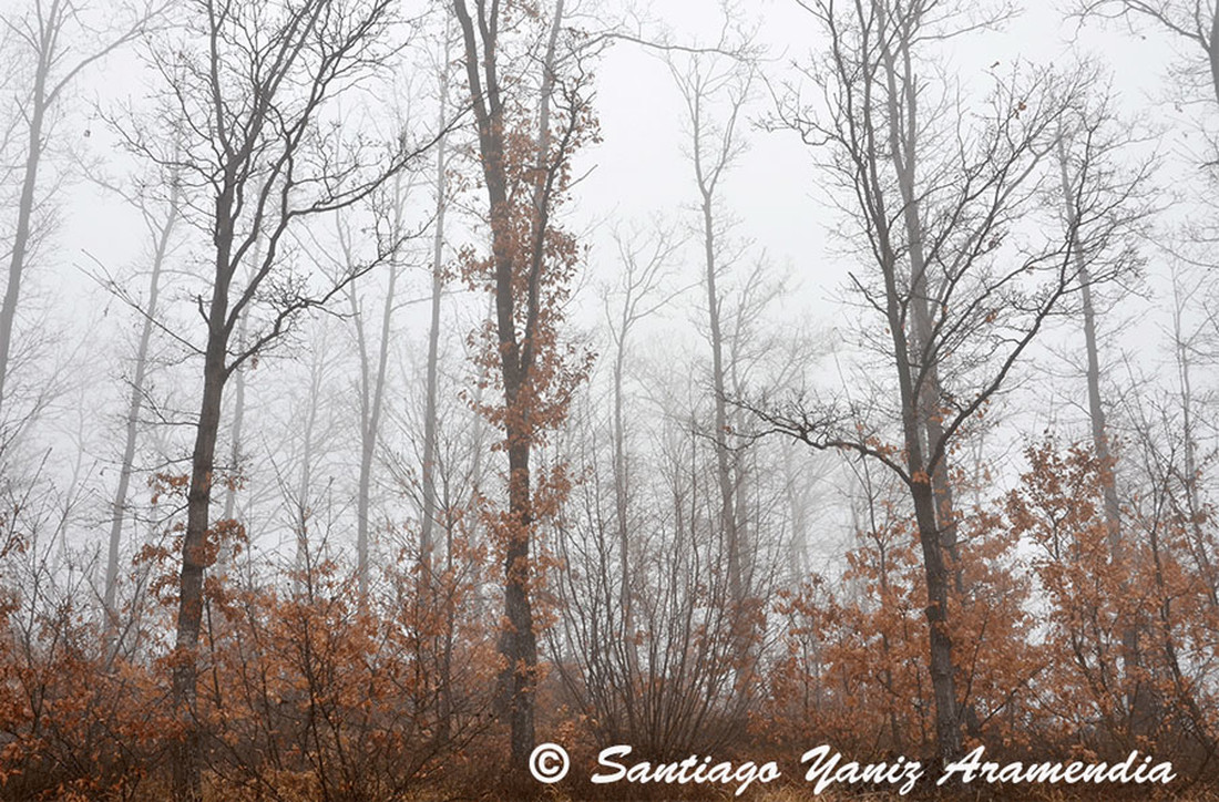 APENINOS BAJO LA NIEBLA